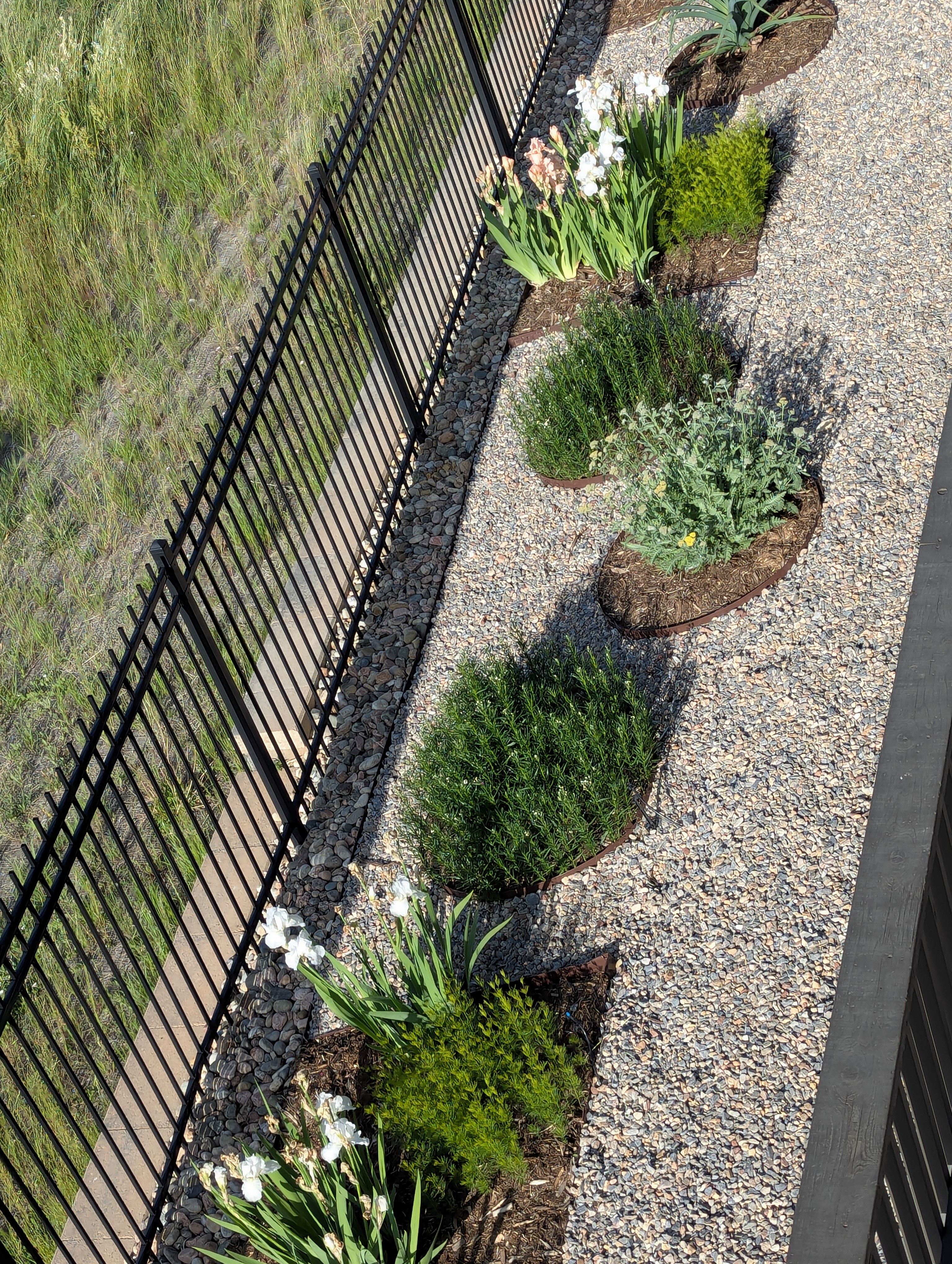 Garden, Flowers, Morrison, Colorado